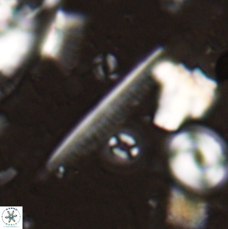 Pennalithus rugosus 29763