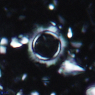 Pedinocyclus bramlettei 1957