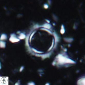 Pedinocyclus bramlettei 1957