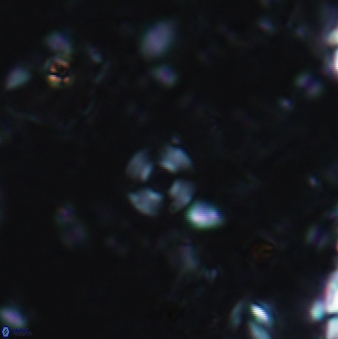 Pedinocyclus jafari 647