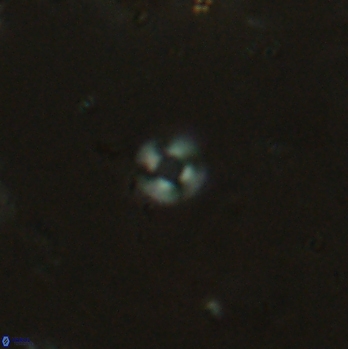 Pedinocyclus jafarii 2434