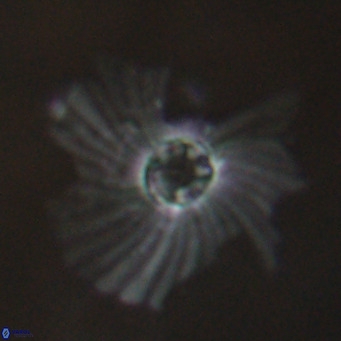 Pedinocyclus larvalis VR 30807