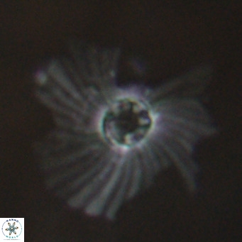 Pedinocyclus larvalis VR 30807
