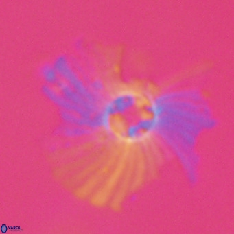Pedinocyclus larvalis VR 30808