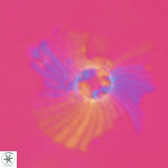 Pedinocyclus larvalis VR 30808