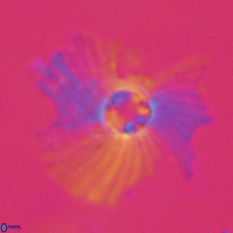 Pedinocyclus larvalis VR 30809