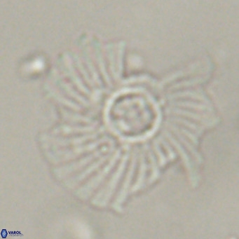 Pedinocyclus larvalis VR 30811
