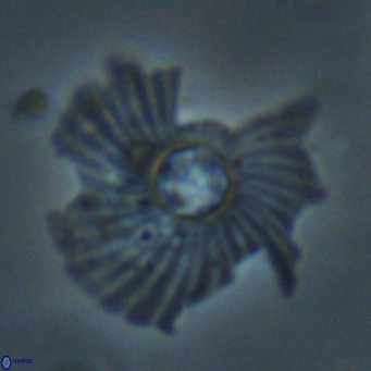 Pedinocyclus larvalis VR 30812