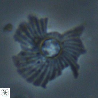 Pedinocyclus larvalis VR 30812
