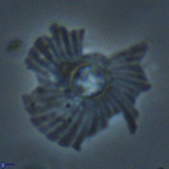 Pedinocyclus larvalis VR 30813