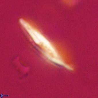 Pedinocyclus larvalis VR 30823