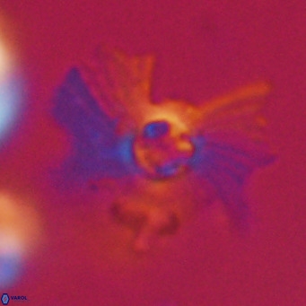 Pedinocyclus larvalis VR 30824