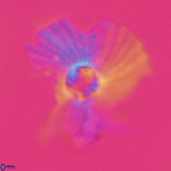 Pedinocyclus larvalis VR 30826