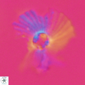 Pedinocyclus larvalis VR 30826