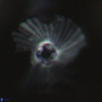 Pedinocyclus larvalis VR 30827