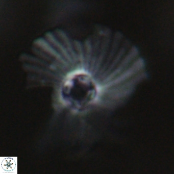 Pedinocyclus larvalis VR 30827