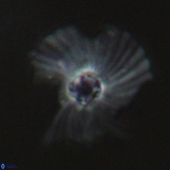 Pedinocyclus larvalis VR 30828