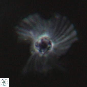 Pedinocyclus larvalis VR 30828