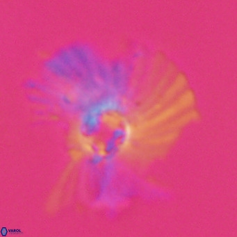 Pedinocyclus larvalis VR 30829