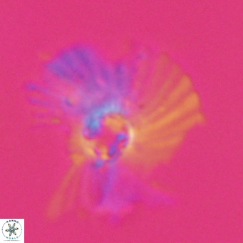 Pedinocyclus larvalis VR 30829