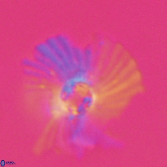 Pedinocyclus larvalis VR 30830
