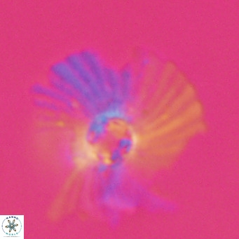 Pedinocyclus larvalis VR 30830