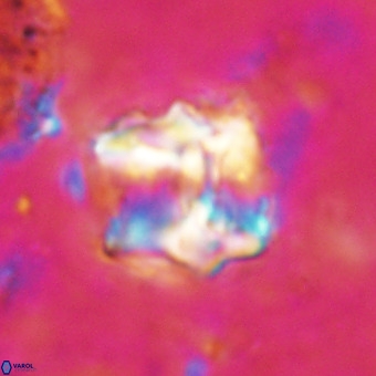 Perchnielsenella oweinaensis VR 21275