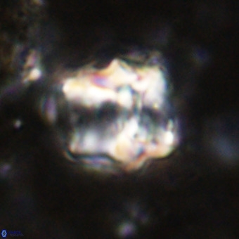 Perchnielsenella oweinaensis VR 21276