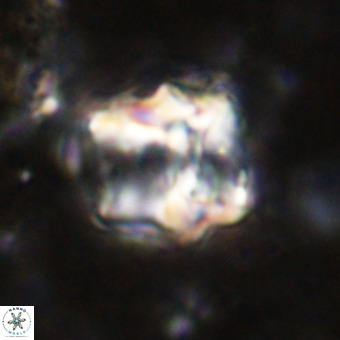 Perchnielsenella oweinaensis VR 21276