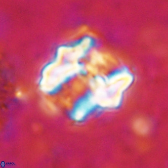 Perchnielsenella oweinaensis VR 21278
