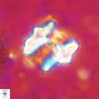 Perchnielsenella oweinaensis VR 21278