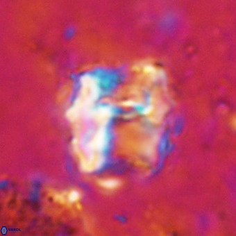 Perchnielsenella oweinaensis VR 21279