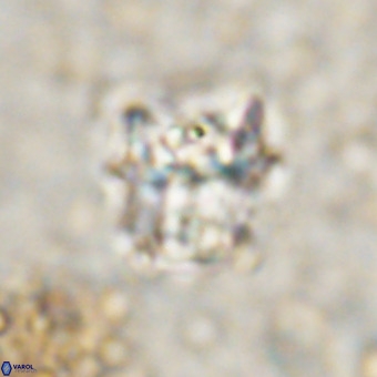 Perchnielsenella oweinaensis VR 21284
