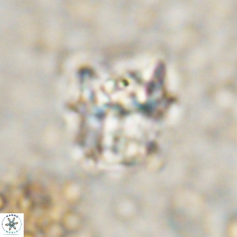 Perchnielsenella oweinaensis VR 21284