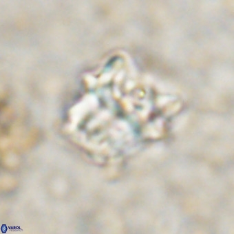 Perchnielsenella oweinaensis VR 21285