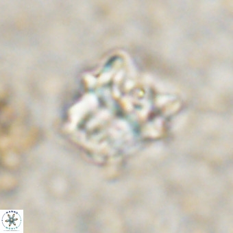 Perchnielsenella oweinaensis VR 21285