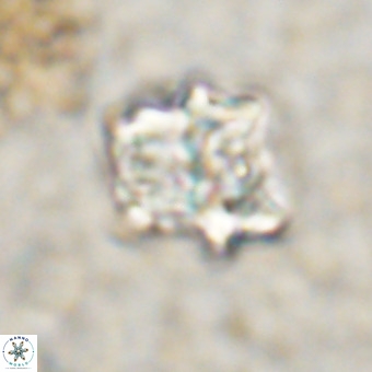 Perchnielsenella oweinaensis VR 21286