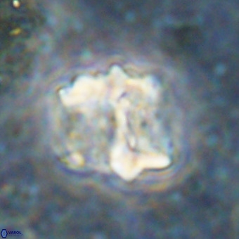 Perchnielsenella oweinaensis VR 21287