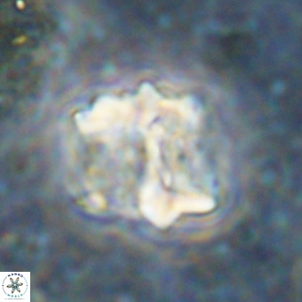 Perchnielsenella oweinaensis VR 21287