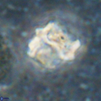 Perchnielsenella oweinaensis VR 21288