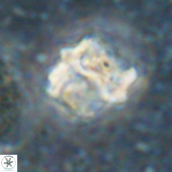 Perchnielsenella oweinaensis VR 21288