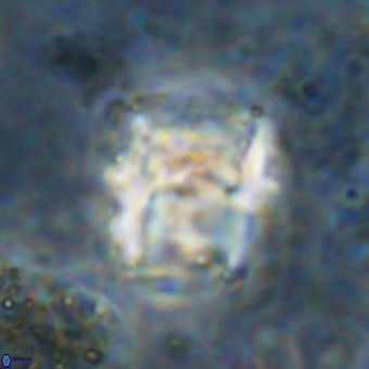 Perchnielsenella oweinaensis VR 21289