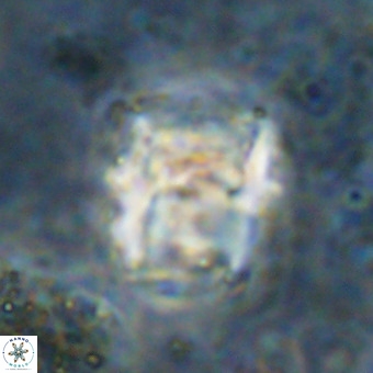 Perchnielsenella oweinaensis VR 21289