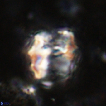 Perchnielsenella oweinaensis VR 21280