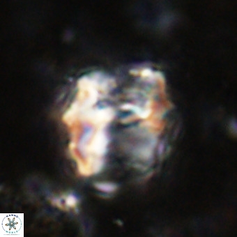 Perchnielsenella oweinaensis VR 21280