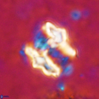 Perchnielsenella oweinaensis VR 21282