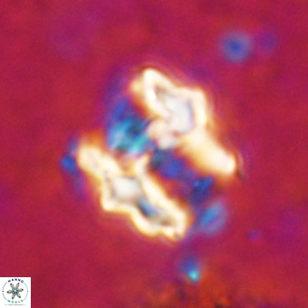 Perchnielsenella oweinaensis VR 21282