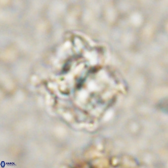 Perchnielsenella oweinaensis VR 21283