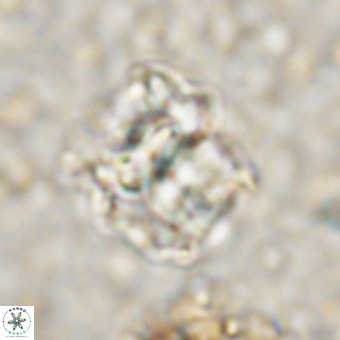 Perchnielsenella oweinaensis VR 21283