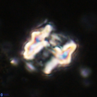 Perchnielsenella oweinaensis VR 21296